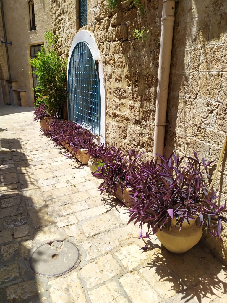 Tradescantia_pallida_Purpurea_group_up1