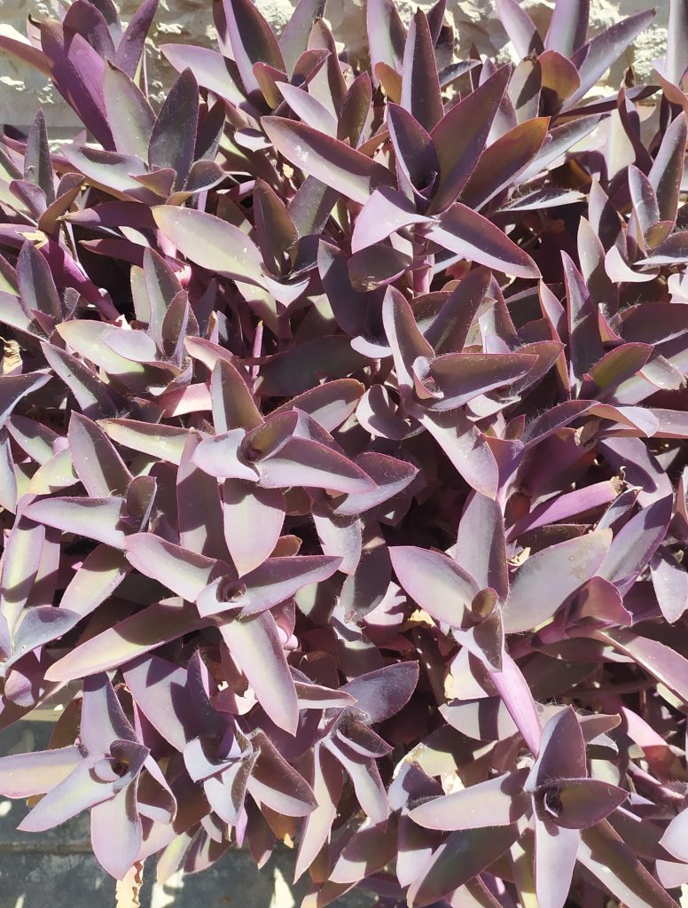 Tradescantia_pallida_Purpurea_leaves1_cut_up