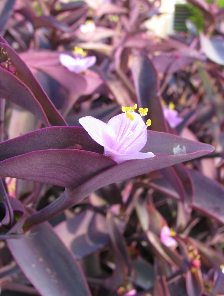 Tradescantia_pallida_Purpurea_leaves_flowers2_cut_up