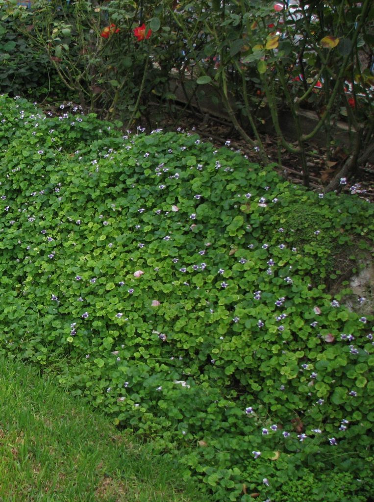 Viola_hederacea_carpet_cut_up