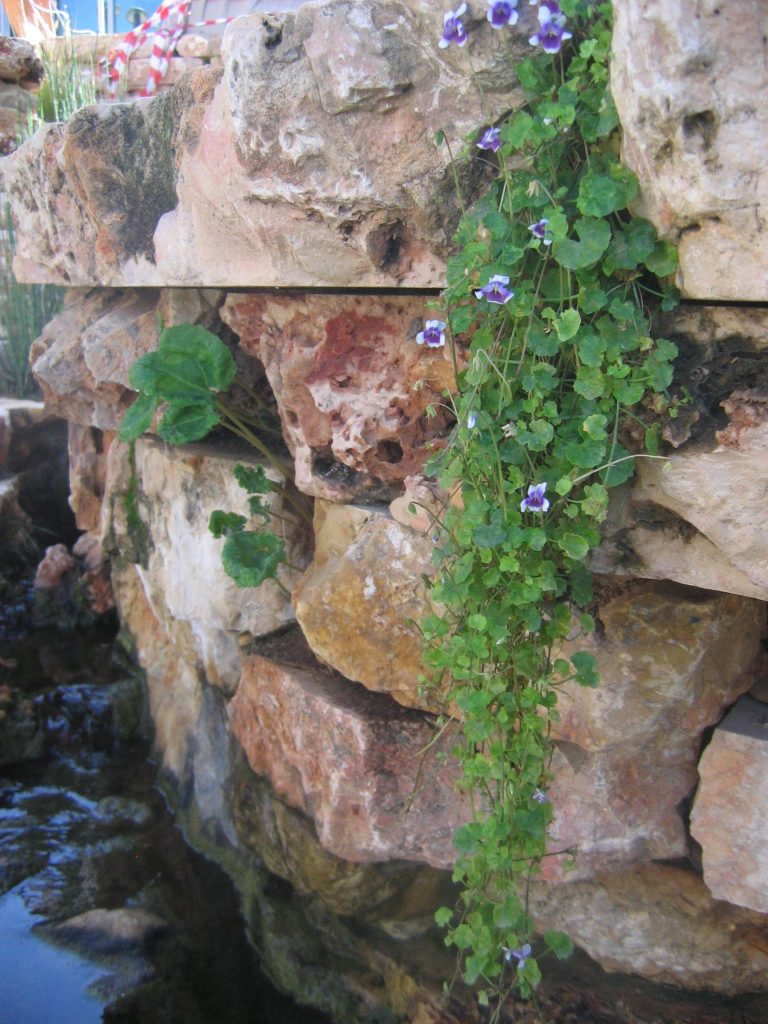 Viola_hederacea_full_up1