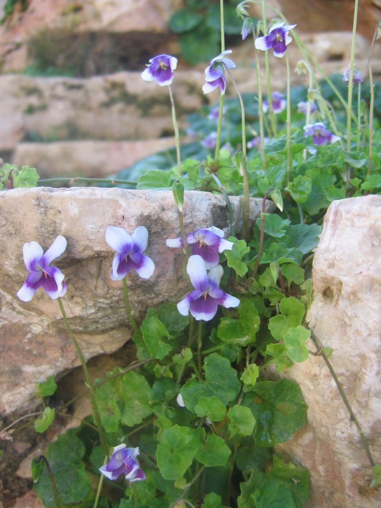Viola_hederacea_leaves_flowers_up1