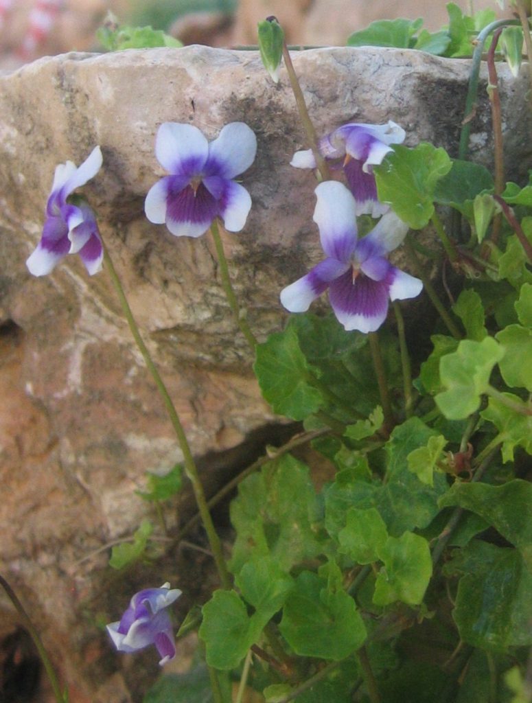 Viola_hederacea_leaves_flowers_up2_cut_up