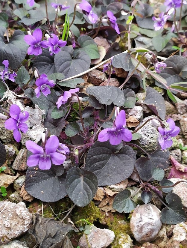 Viola_riviniana_full2_cut_up