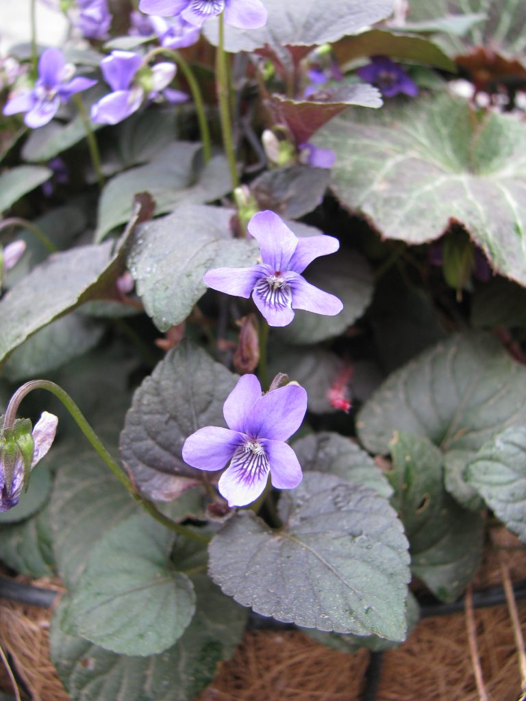 Viola_riviniana_leaves_flowers_up1