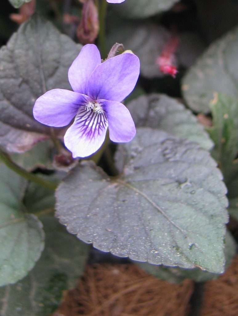 Viola_riviniana_leaves_flowers_up1_cut_up