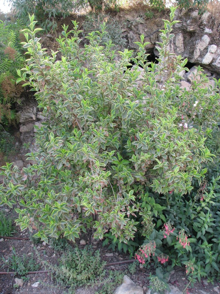 Weigela_florida_Variegata_full_up1