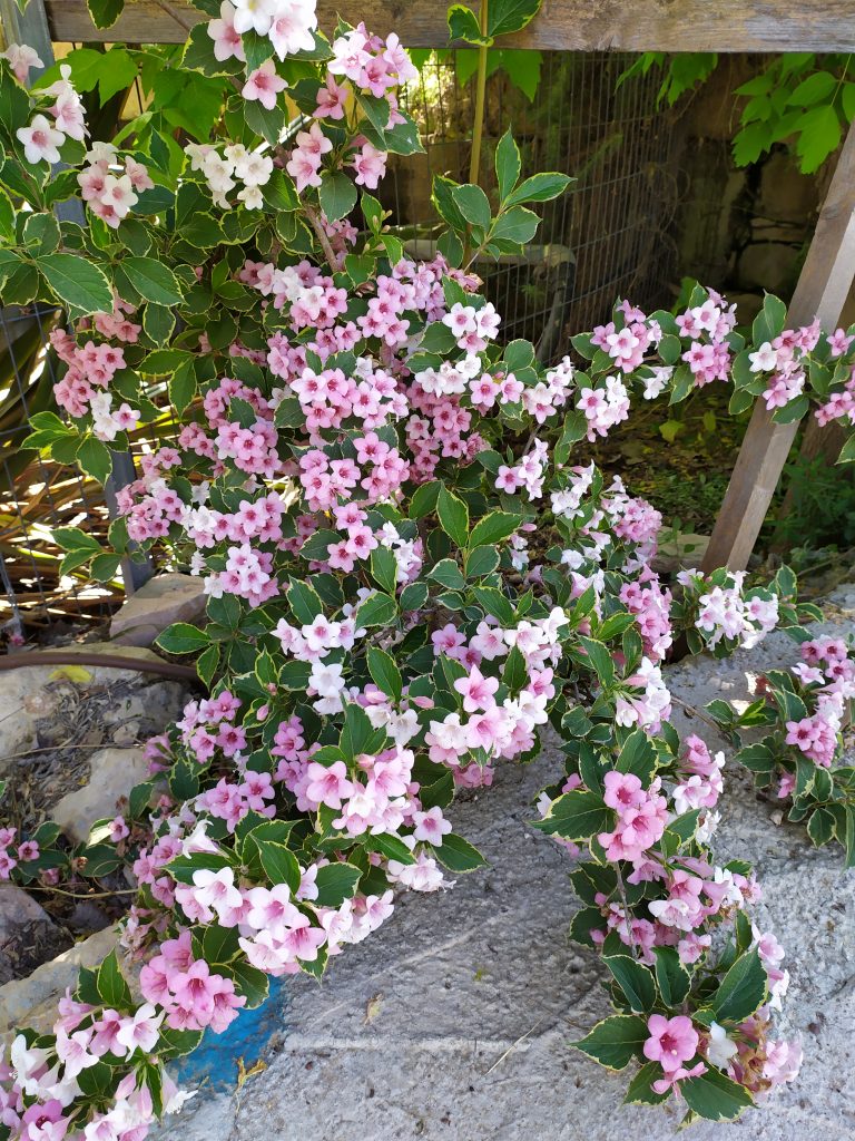Weigela_florida_Variegata_full_up2