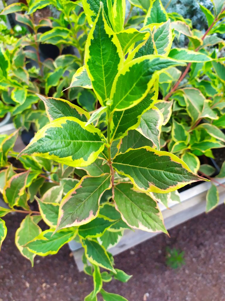 Weigela_florida_leaves_up1