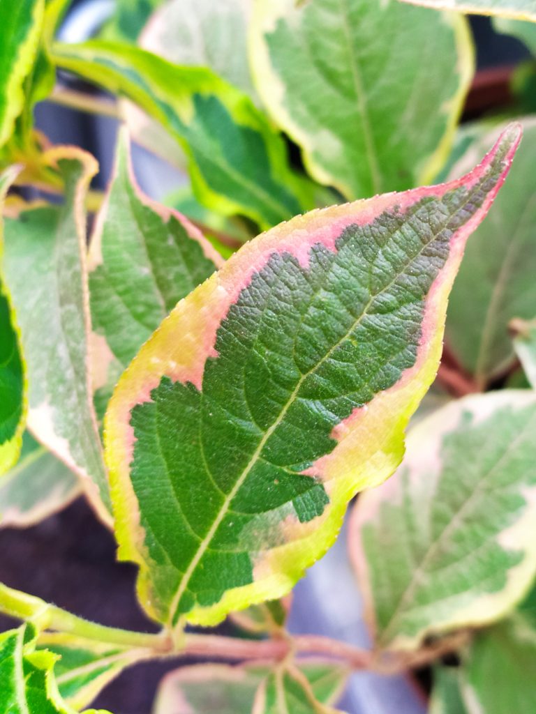 Weigela_florida_leaves_up2