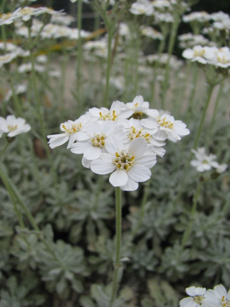 Achillea_umbellata_flowers_up1