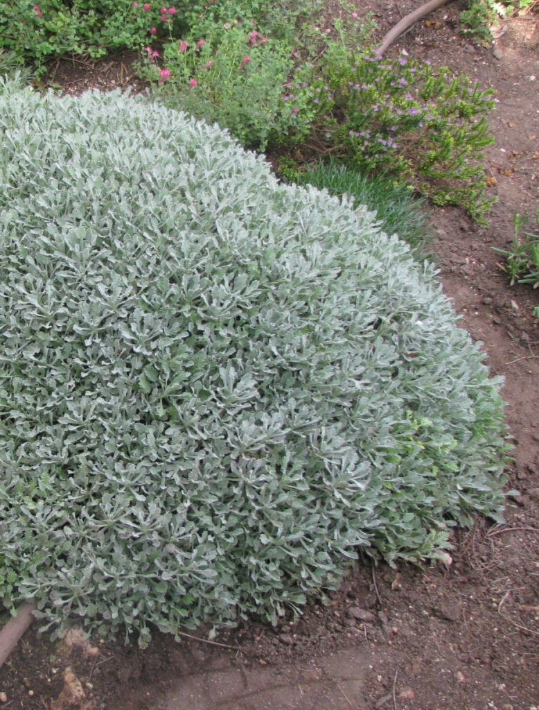 Achillea_umbellata_full_grey1_cut_up