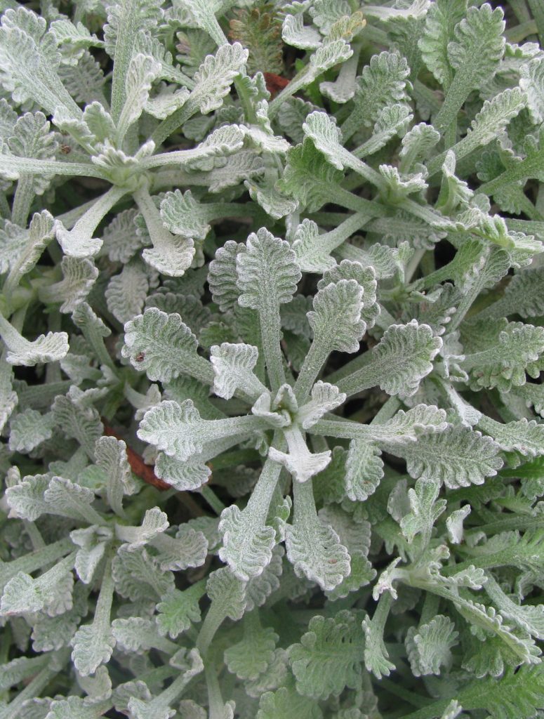 Achillea_umbellata_full_leaves2_cut_up