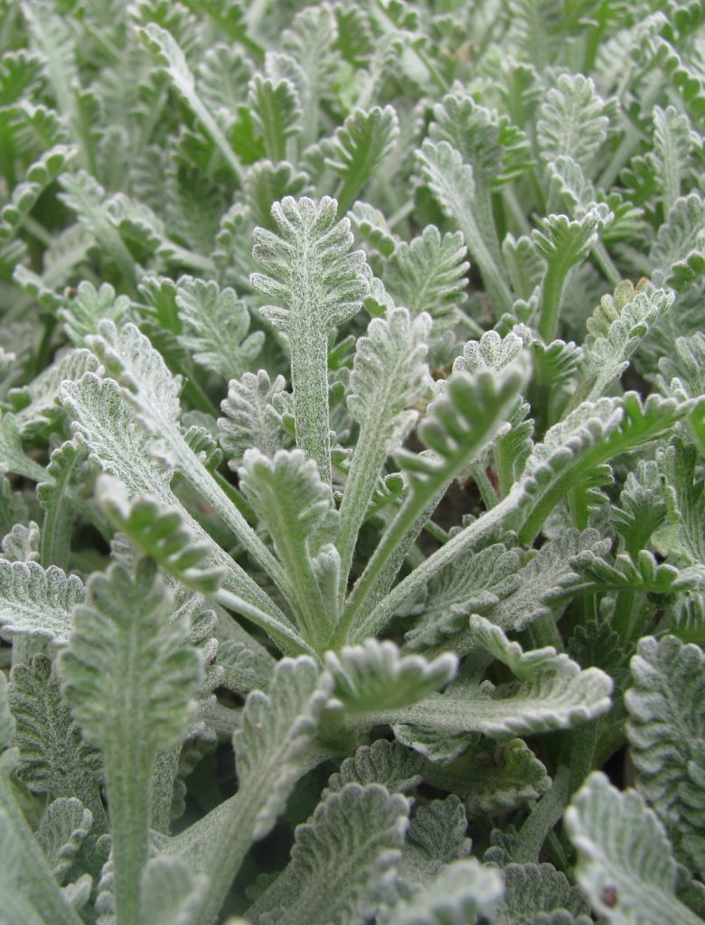 Achillea_umbellata_full_leaves3_cut_up