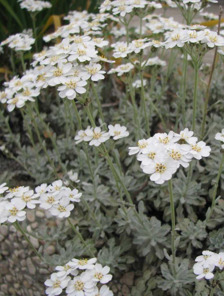 Achillea_umbellata_many_flowers_cut_up