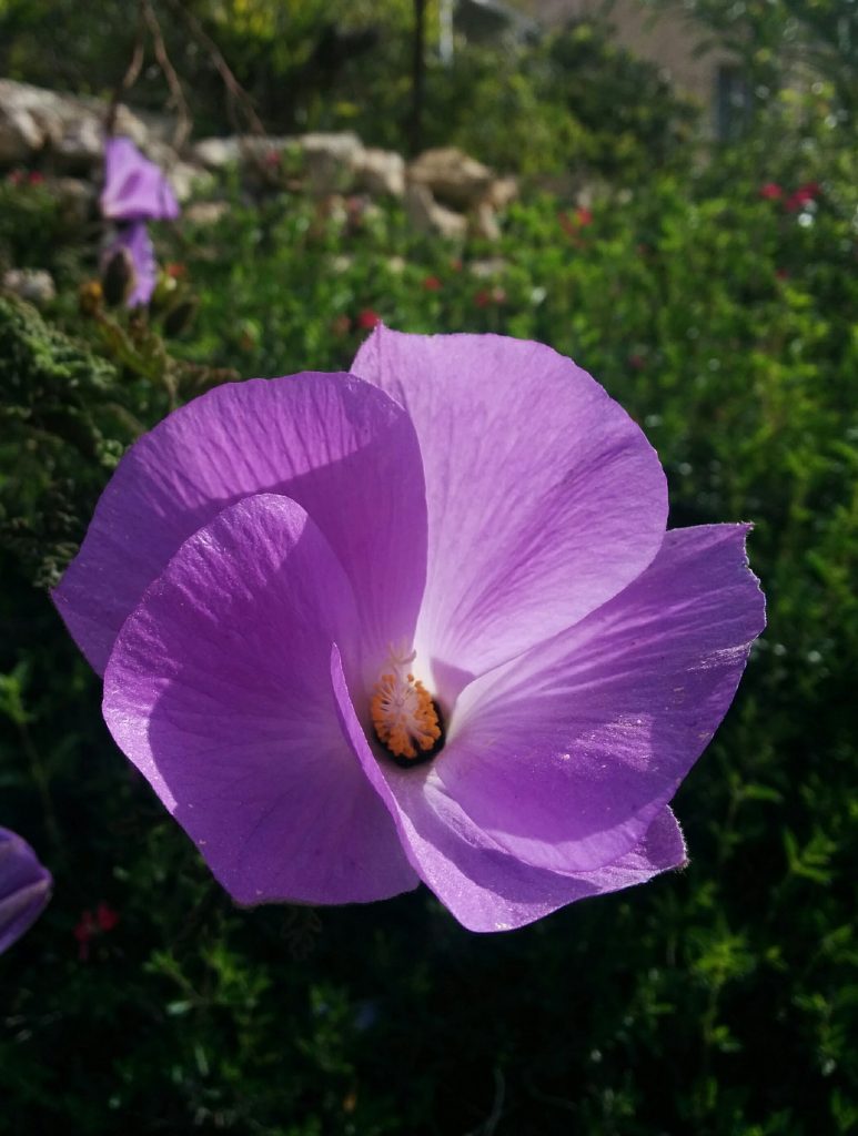 Alyogyne_huegelii_flower_up1_cut_up