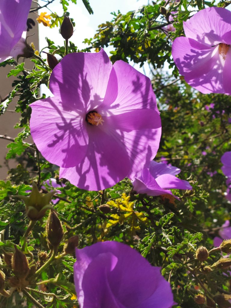 Alyogyne_huegelii_flowers_up1