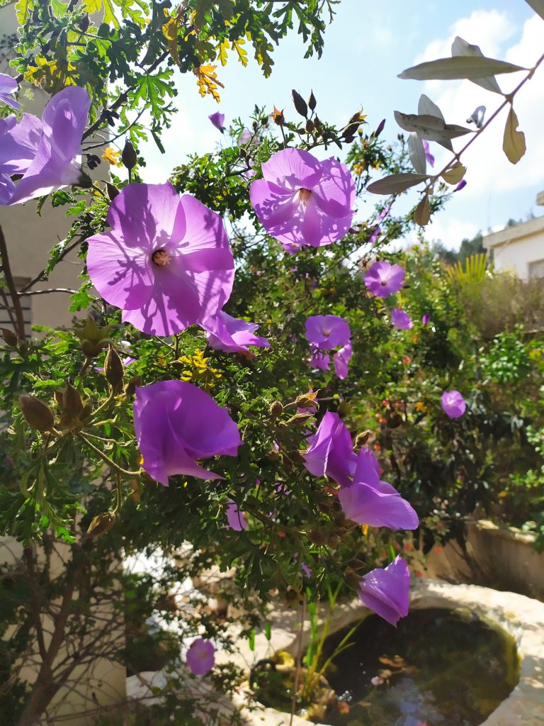 Alyogyne_huegelii_flowers_up2