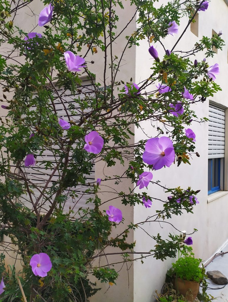 Alyogyne_huegelii_many_flowers2_cut_up