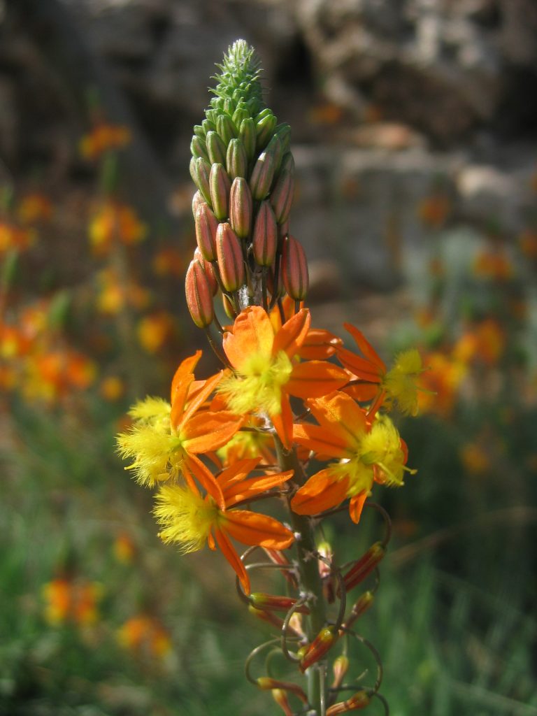 Bulbine_frutescens_Hallmark_flower_up1
