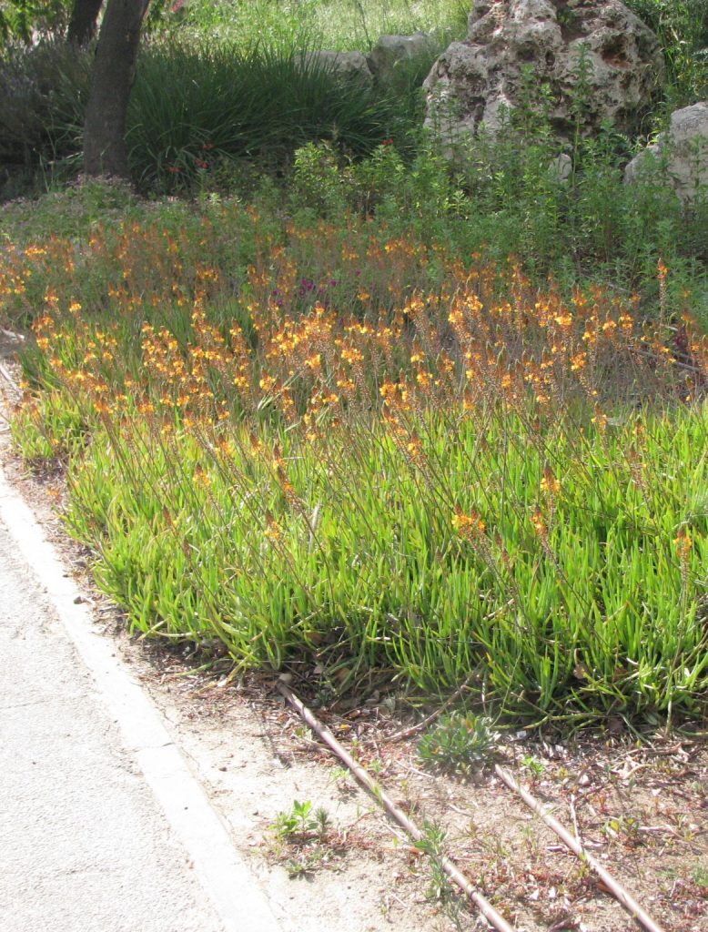 Bulbine_frutescens_Hallmark_group1_cut_up