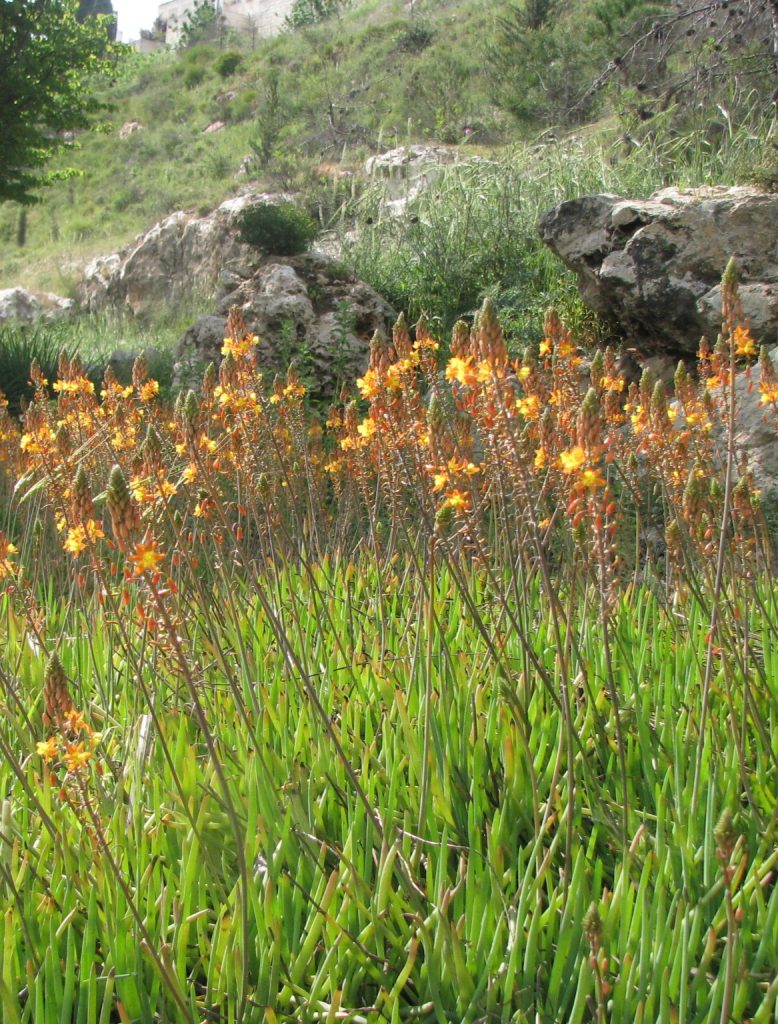 Bulbine_frutescens_Hallmark_many_flowers1_cut_up