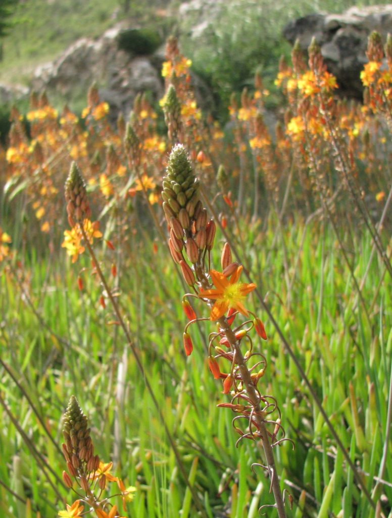 Bulbine_frutescens_Hallmark_many_flowers2_cut_up