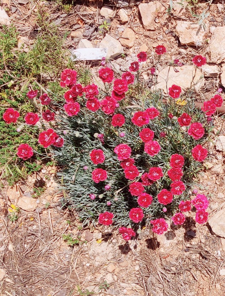 Dianthus_Pomegranate_Kiss_full1_cut_up