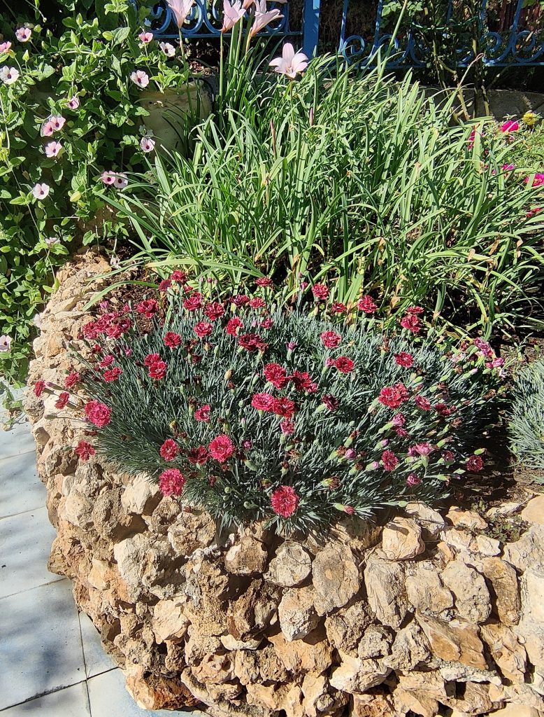 Dianthus_Pomegranate_Kiss_full3cut_up_
