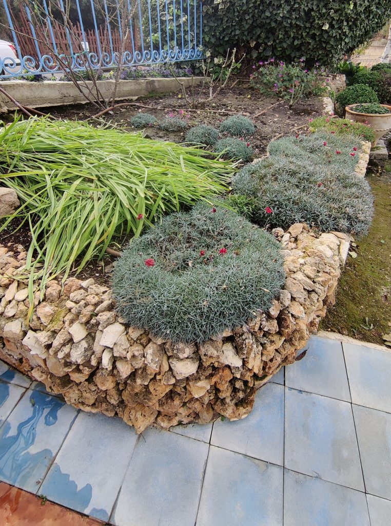Dianthus_Pomegranate_Kiss_full_blue_up_cut_up