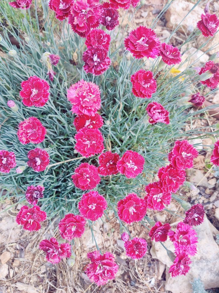 Dianthus_Pomegranate_Kiss_many_flowers_up