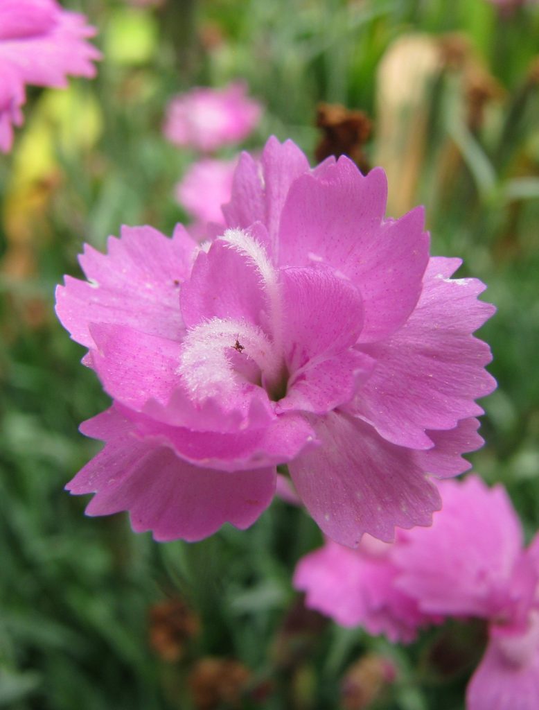 Dianthus_corsicus_flower_close_cut_up