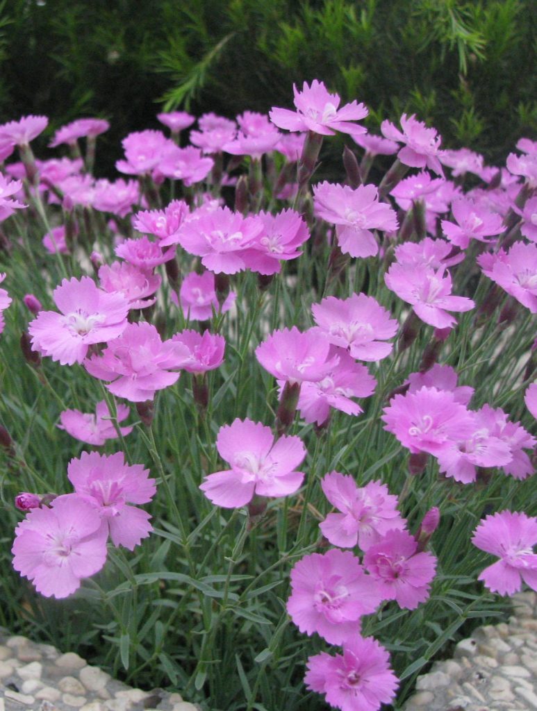 Dianthus_corsicus_flowers2_cut_up
