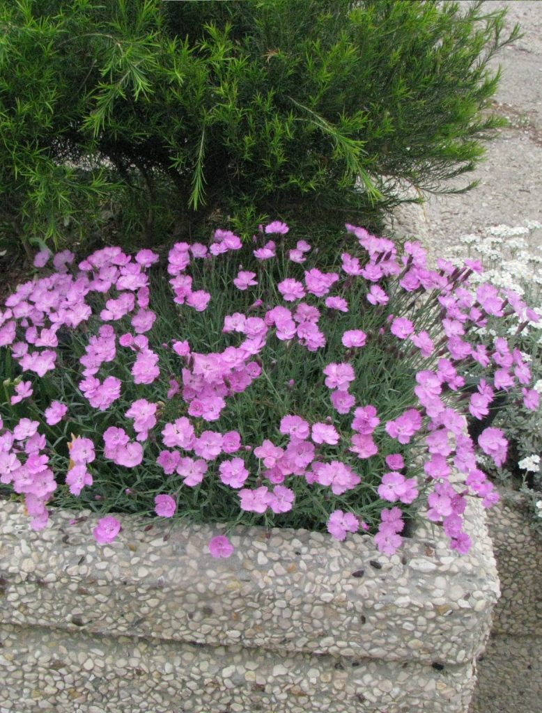 Dianthus_corsicus_flowers3_cut_up