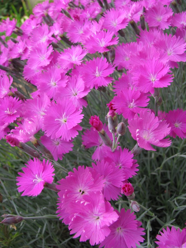 Dianthus_gratianopolitanus_Firewitch_flowers_up1