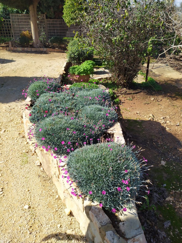 Dianthus_gratianopolitanus_Firewitch_group_blue_up1