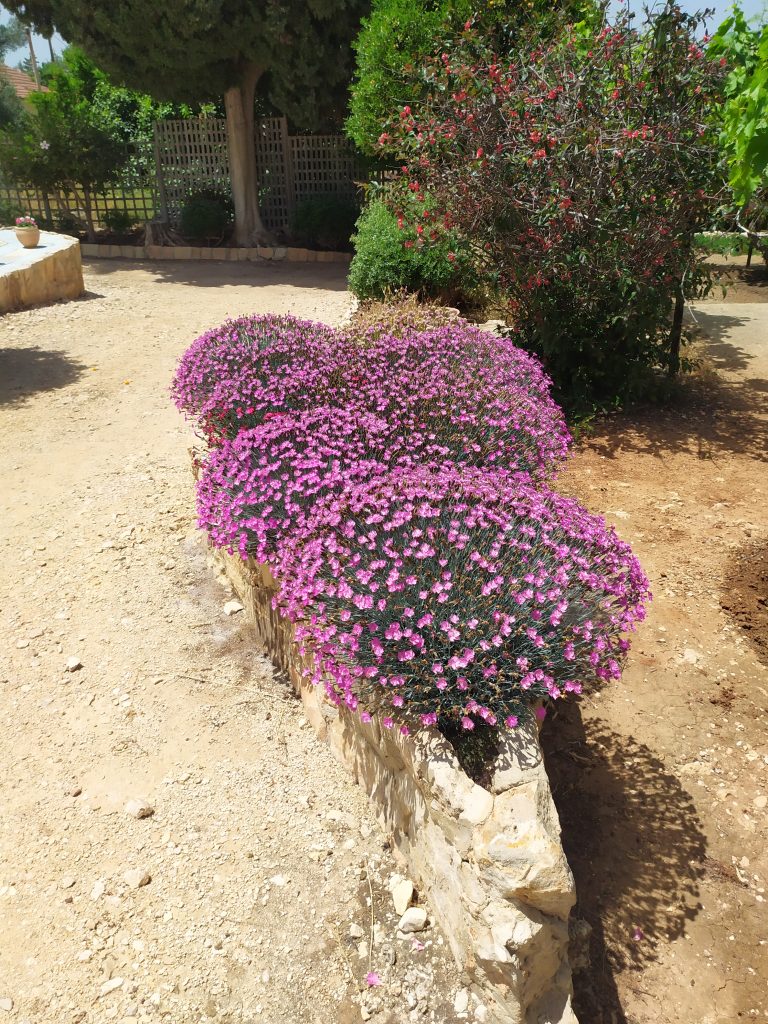 Dianthus_gratianopolitanus_Firewitch_group_up1