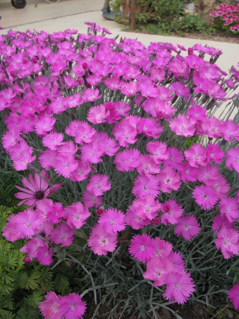 Dianthus_gratianopolitanus_Firewitch_many_flowers_up1