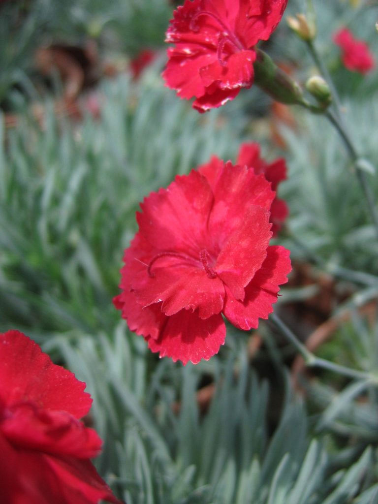 Dianthus_x_ allwoodii_Frosty_Fire_flowers_up1