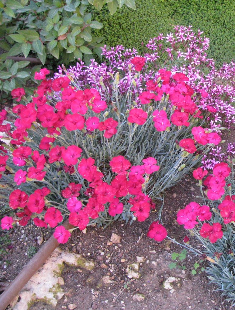 Dianthus_x_ allwoodii_Frosty_Fire_full1_cut_up
