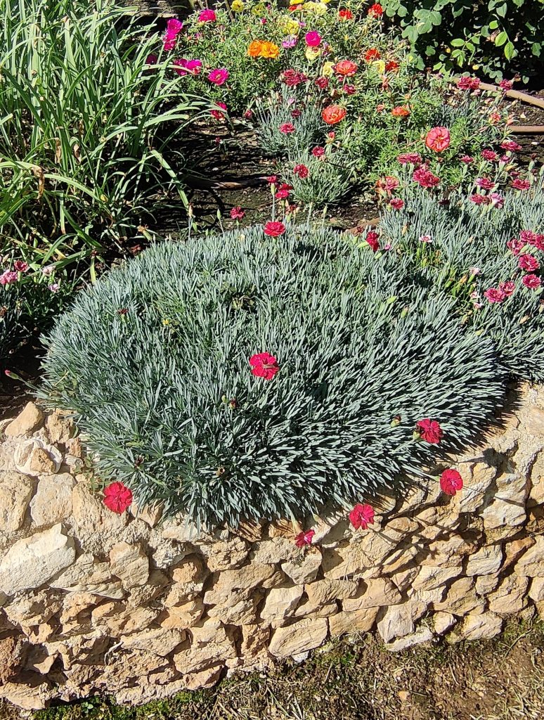 Dianthus_x_ allwoodii_Frosty_Fire_full_blue_cut_up