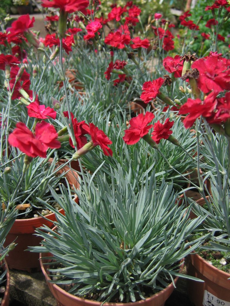 Dianthus_x_ allwoodii_Frosty_Fire_full_pots_up
