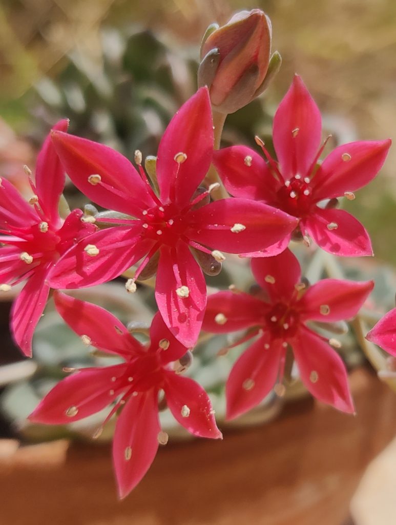 Graptopetalum_bellum_flowers1_cut_up