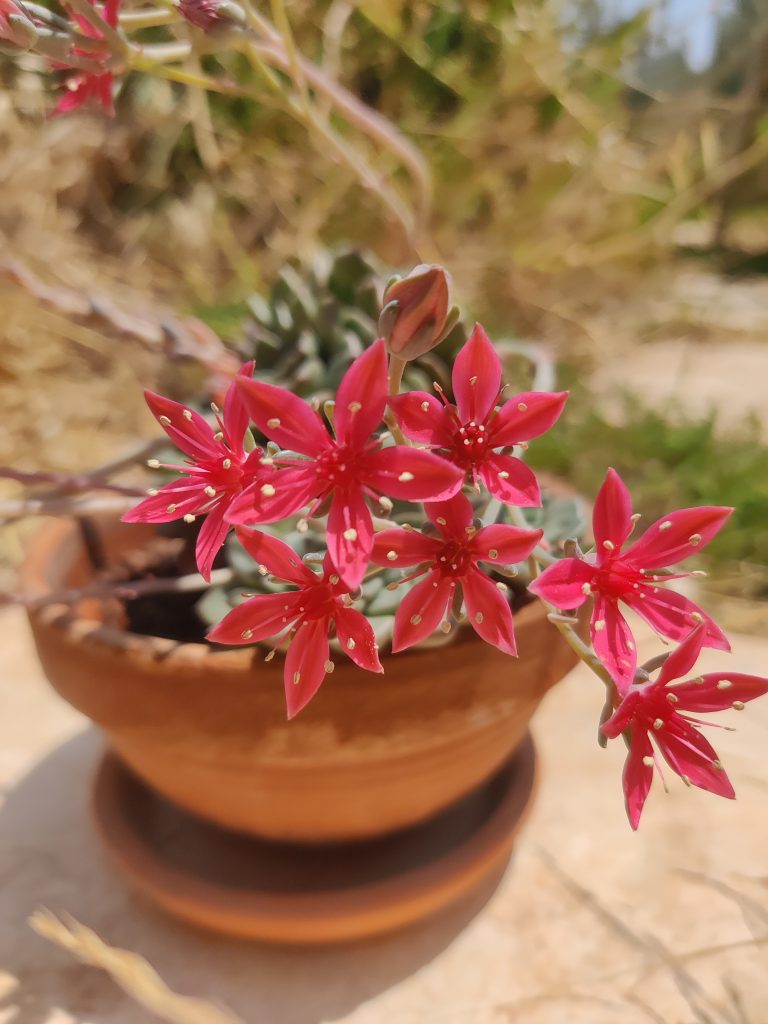 Graptopetalum_bellum_flowers_up1