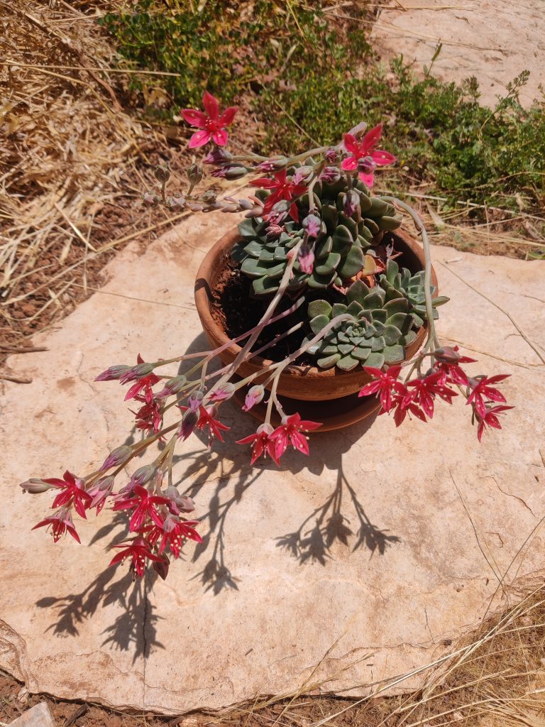 Graptopetalum_bellum_full_up1