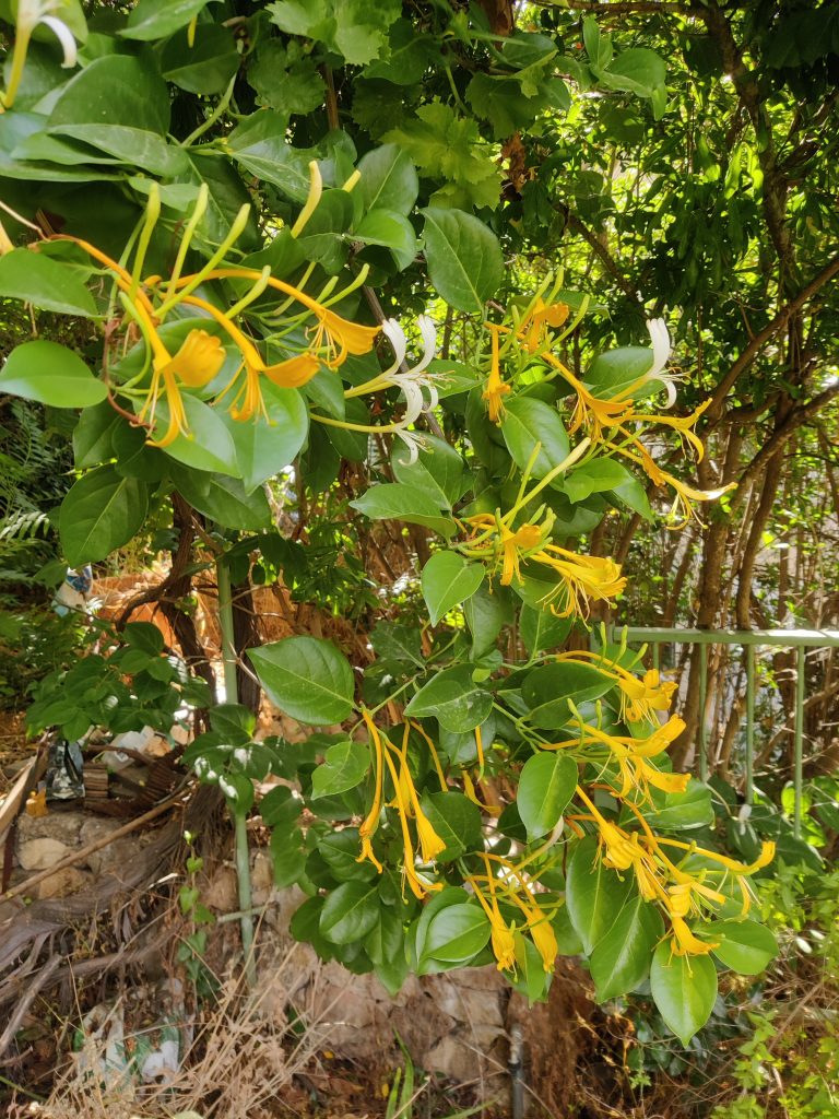 Lonicera_hildebrandiana_flowers_up1