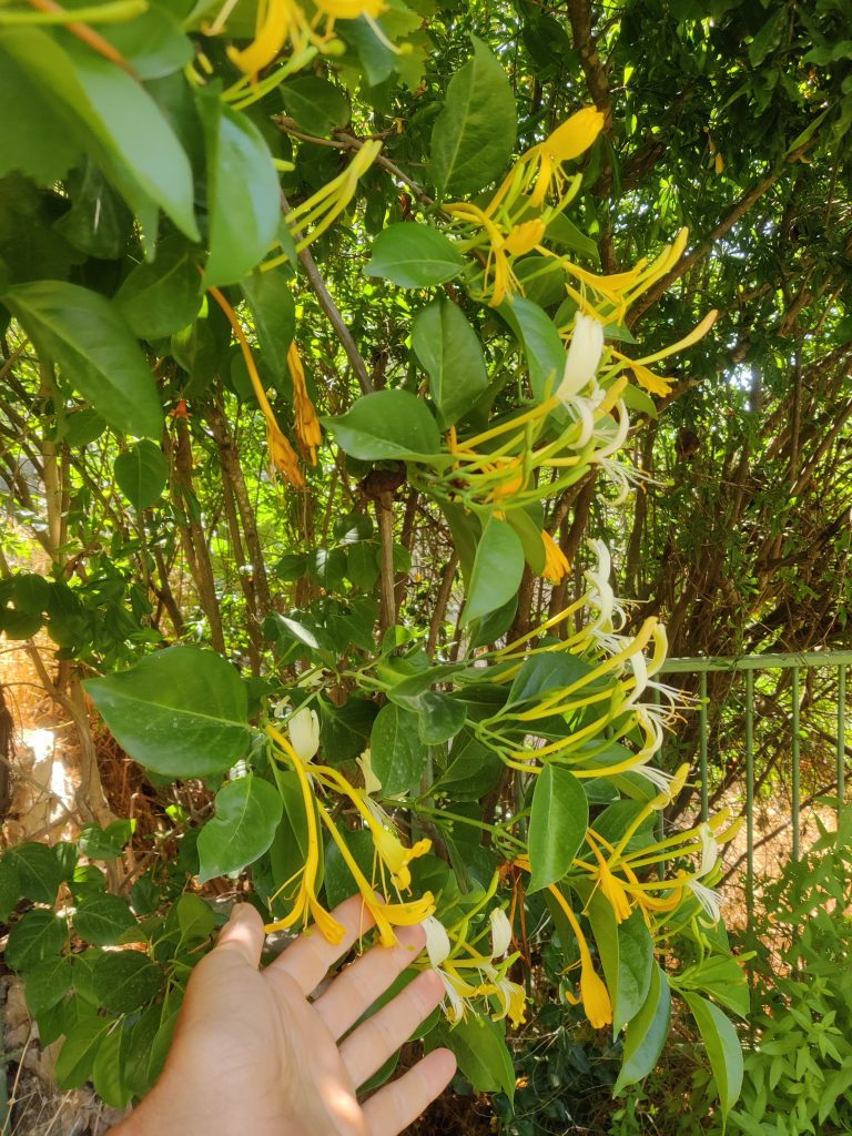 Lonicera_hildebrandiana_flowers_up2