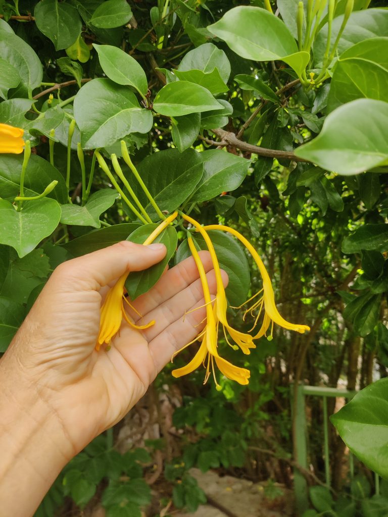 Lonicera_hildebrandiana_flowers_up3