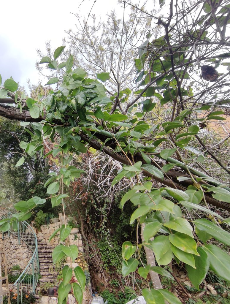 Lonicera_hildebrandiana_full1_cut_up