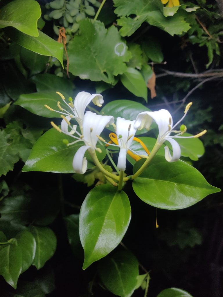 Lonicera_hildebrandiana_new_flowers_up1